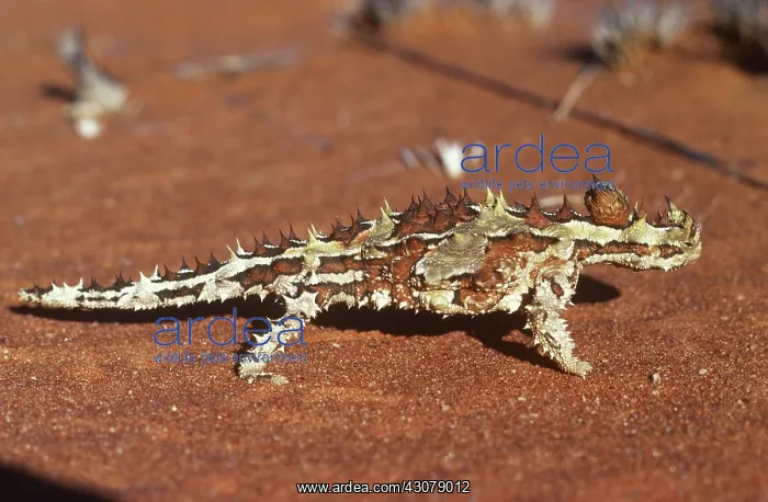 : Thorny Devil : Thorny Devil