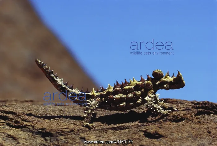 : Thorny Devil : Thorny Devil