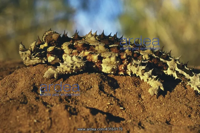 : Thorny Devil : Thorny Devil