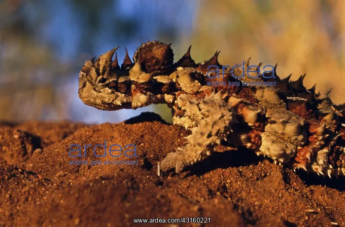 : Thorny Devil : Thorny Devil