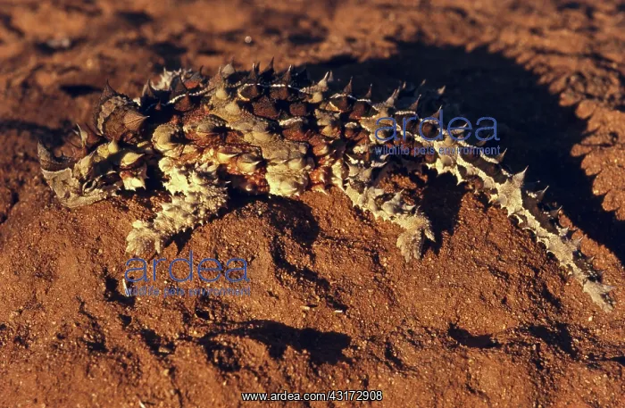 : Thorny Devil : Thorny Devil