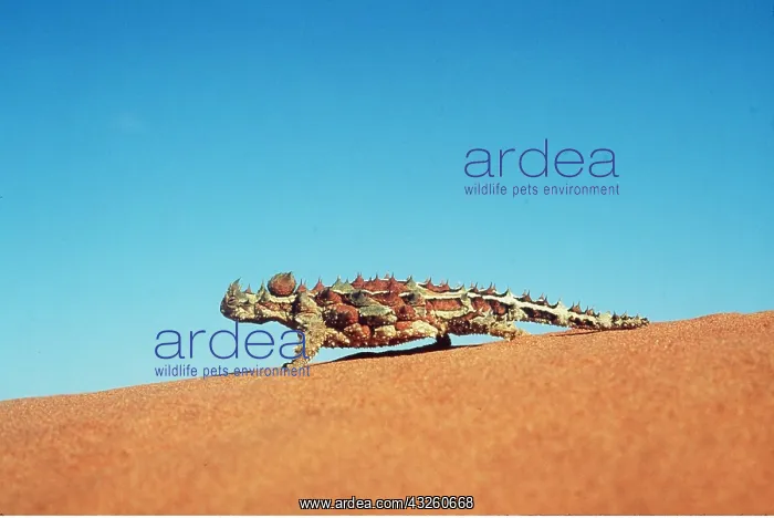 : THORNY DEVIL : THORNY DEVIL