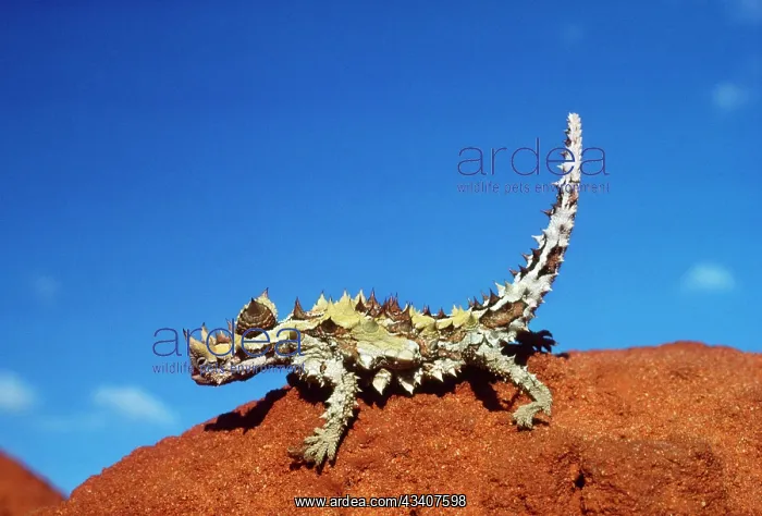 : THORNY DEVIL : THORNY DEVIL