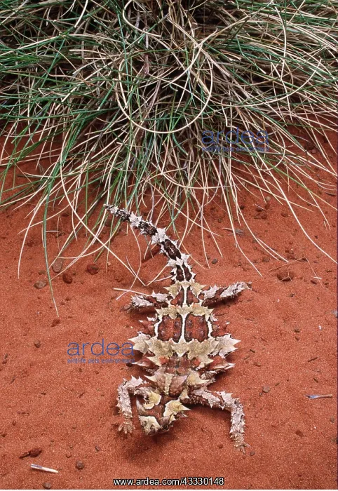 : THORNY DEVIL - Feeds only on ants : THORNY DEVIL - Feeds only on ants
