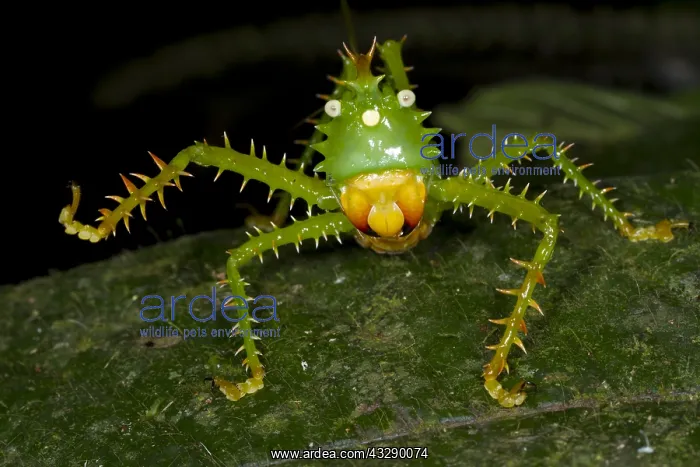 : Thorny Devil Katydid (Panacanthus cuspidatus) u : Thorny Devil Katydid (Panacanthus cuspidatus) u