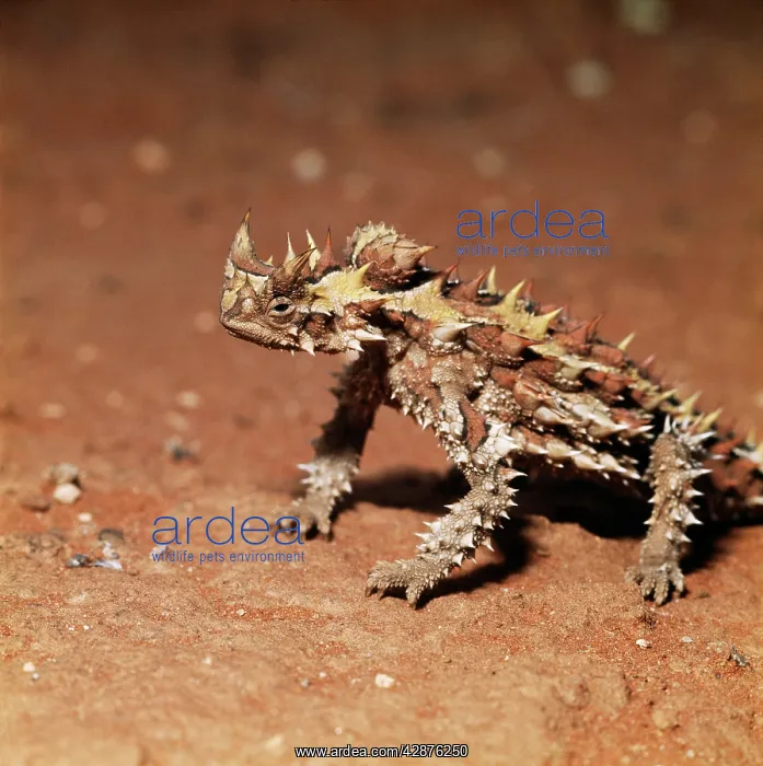 : THORNY DEVIL (LIZARD) : THORNY DEVIL (LIZARD)