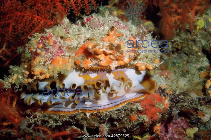 : Thorny Oyster - cave dweller : Thorny Oyster - cave dweller