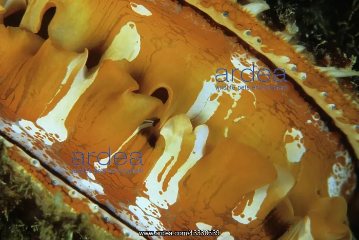 : Thorny Oyster, Spondylus varians, Walindi, West New Britain : Thorny Oyster, Spondylus varians, Walindi, West New Britain