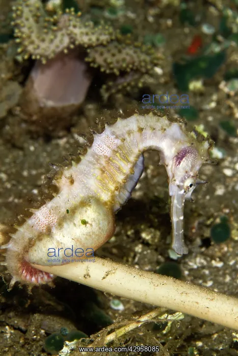 : Thorny Seahorse : Thorny Seahorse
