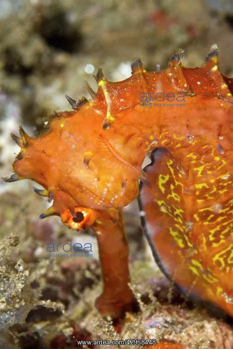 : Thorny Seahorse : Thorny Seahorse
