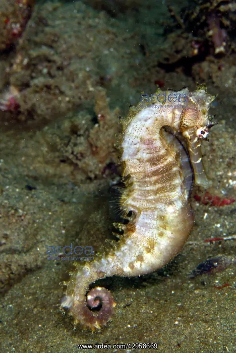 : Thorny Seahorse : Thorny Seahorse