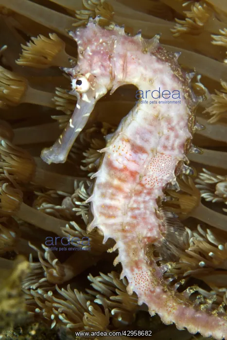 : Thorny Seahorse : Thorny Seahorse