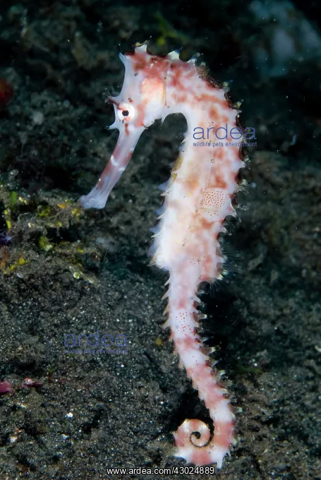 : Thorny Seahorse