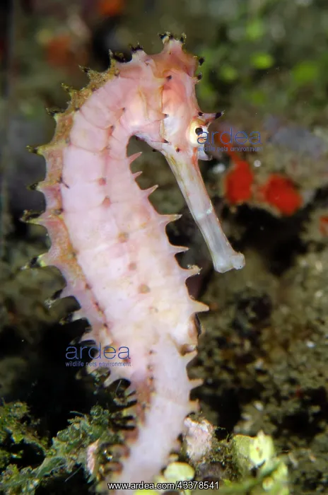 : Thorny Seahorse : Thorny Seahorse