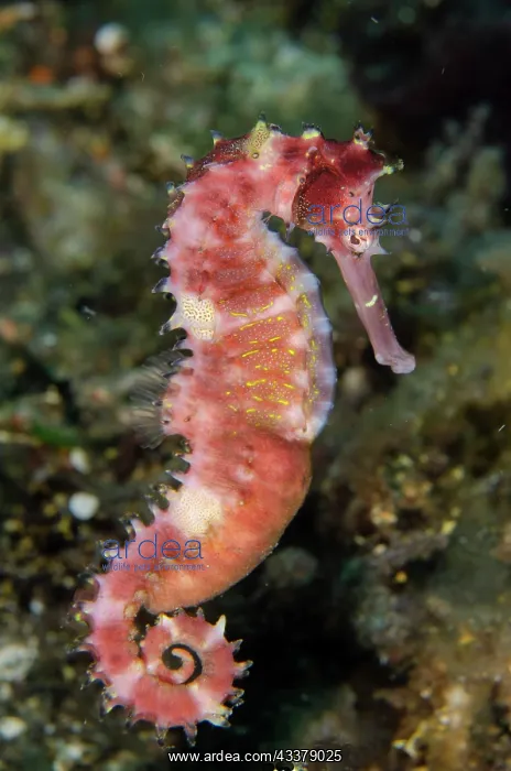 : Thorny Seahorse : Thorny Seahorse