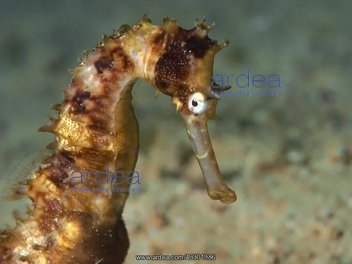 : This Thorny Seahorse (Hippocampus histrix) was : This Thorny Seahorse (Hippocampus histrix) was