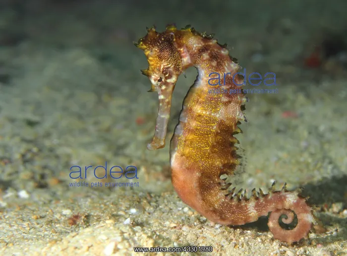 : Thorny Seahorse (Hippocampus histrix) moving fo : Thorny Seahorse (Hippocampus histrix) moving fo