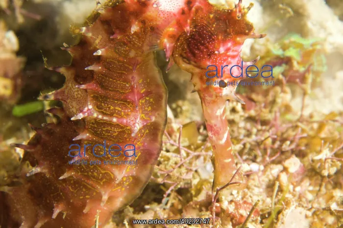 : Thorny Seahorse (Hippocampus hystrix), Underwater : Thorny Seahorse (Hippocampus hystrix), Underwater