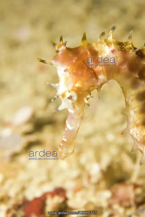 : Thorny Seahorse (Hippocampus hystrix), Underwater : Thorny Seahorse (Hippocampus hystrix), Underwater