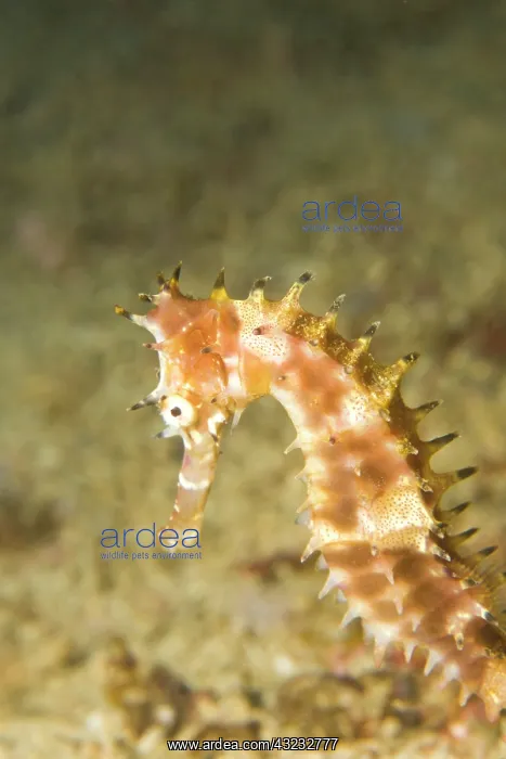 : Thorny Seahorse (Hippocampus hystrix), Underwater : Thorny Seahorse (Hippocampus hystrix), Underwater