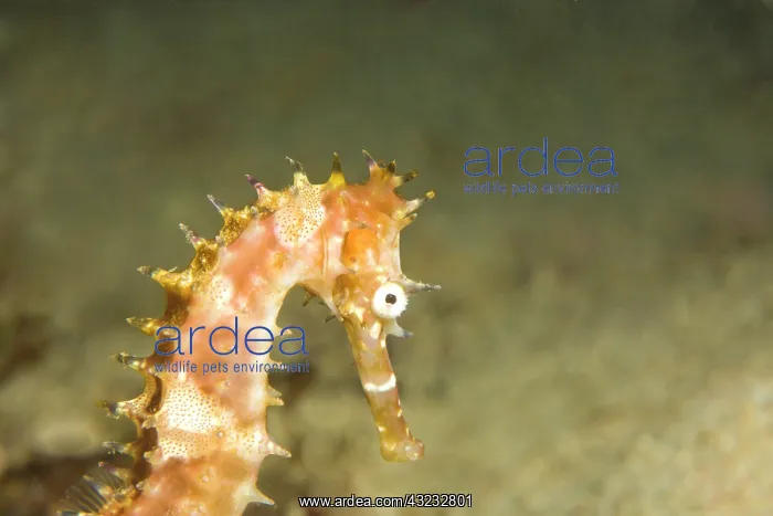 : Thorny Seahorse (Hippocampus hystrix), Underwater : Thorny Seahorse (Hippocampus hystrix), Underwater