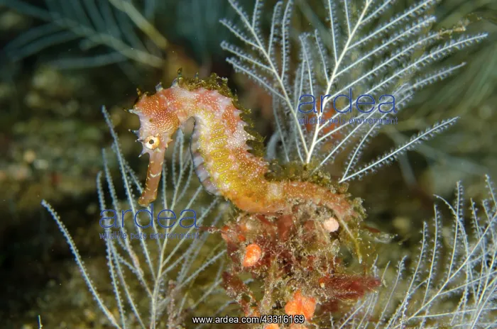 : Thorny Seahorse - by Hydroids (Hydrozoa Class) : Thorny Seahorse - by Hydroids (Hydrozoa Class)