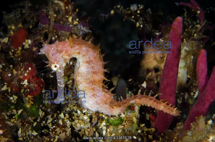 : Thorny Seahorse - Sidem dive site, Tulamben, Karangasem : Thorny Seahorse - Sidem dive site, Tulamben, Karangasem