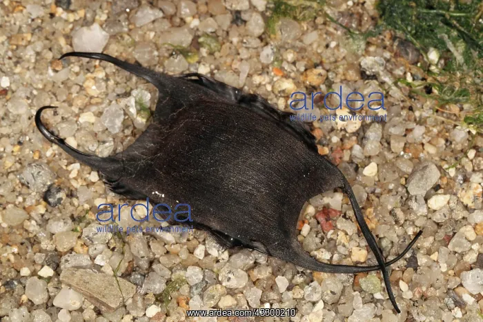 : Thorny skate (Amblyraja radiata), Other animals : Thorny skate (Amblyraja radiata), Other animals