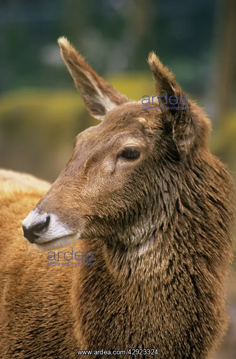 : Thorold's / White-lipped Deer - female : Thorold's / White-lipped Deer - female