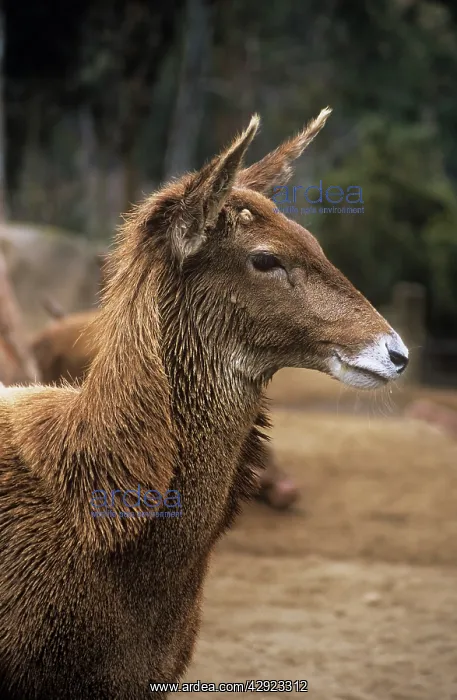: Thorold's / White-lipped Deer - female, showing : Thorold's / White-lipped Deer - female, showing