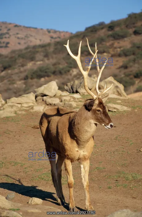 : Thorold's / White-lipped Deer - male : Thorold's / White-lipped Deer - male