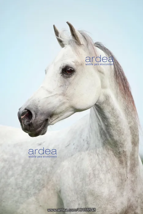  : Thoroughbred Arab gelding, dapple grey, portrait