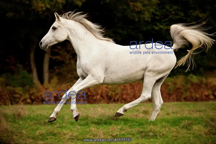 : Thoroughbred Arab, white horse, gelding galloping : Thoroughbred Arab, white horse, gelding galloping
