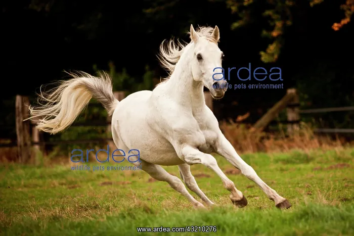 : Thoroughbred Arab, white horse, gelding galloping : Thoroughbred Arab, white horse, gelding galloping
