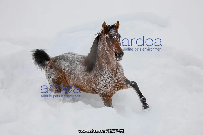 : Thoroughbred Arabian, Arabian stallion, young stallion : Thoroughbred Arabian, Arabian stallion, young stallion