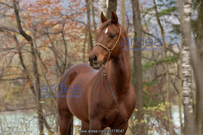 : Thoroughbred Arabian gelding chestnut in autumn : Thoroughbred Arabian gelding chestnut in autumn