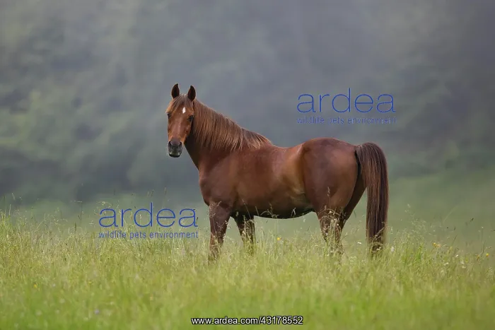 : Thoroughbred Arabian gelding chestnut on pasture : Thoroughbred Arabian gelding chestnut on pasture