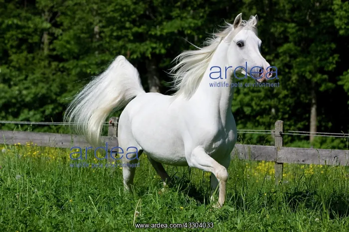 : Thoroughbred Arabian horse, white, trotting in a : Thoroughbred Arabian horse, white, trotting in a