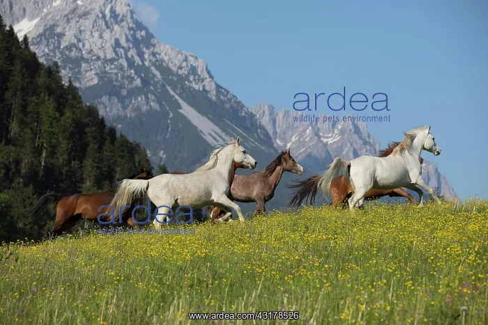 : Thoroughbred Arabian mare herd on the meadow at : Thoroughbred Arabian mare herd on the meadow at