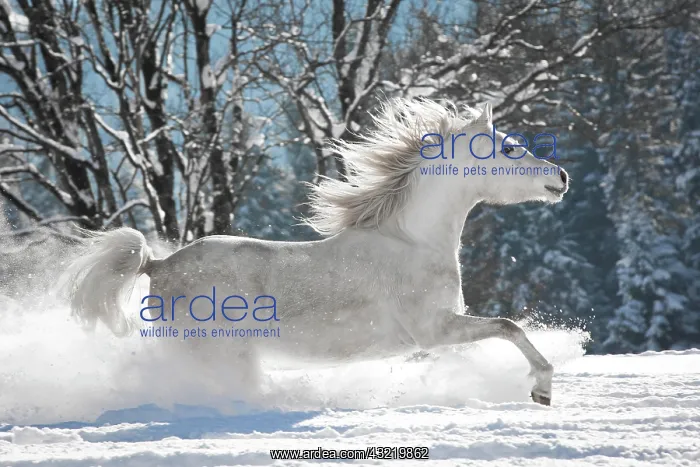 : Thoroughbred Arabian mare in the snow, Tyrol, Austria : Thoroughbred Arabian mare in the snow, Tyrol, Austria