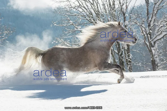  : Thoroughbred Arabian mare in the snow, Tyrol, Austria
