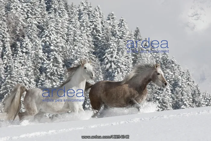 : Thoroughbred Arabian mares in the snow, Tyrol, Austria : Thoroughbred Arabian mares in the snow, Tyrol, Austria