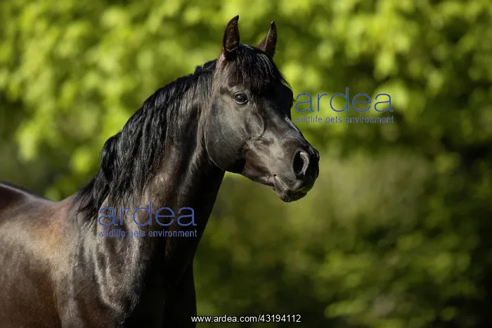: Thoroughbred Arabian stallion black in portrait : Thoroughbred Arabian stallion black in portrait