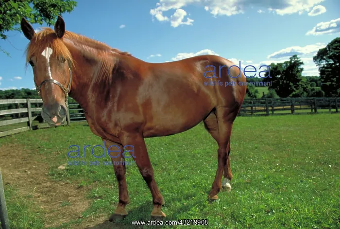 : Thoroughbred Draft Cross : Thoroughbred Draft Cross