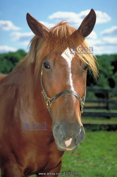 : Thoroughbred Draft Cross : Thoroughbred Draft Cross