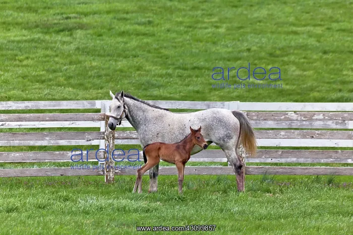 : Thoroughbred and Foal : Thoroughbred and Foal