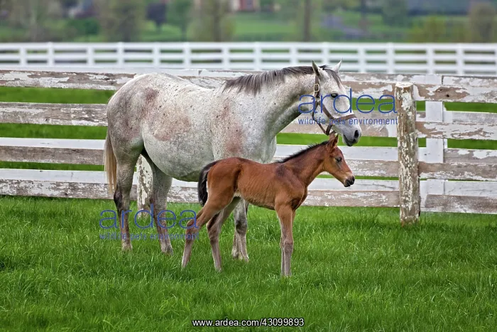 : Thoroughbred and Foal : Thoroughbred and Foal