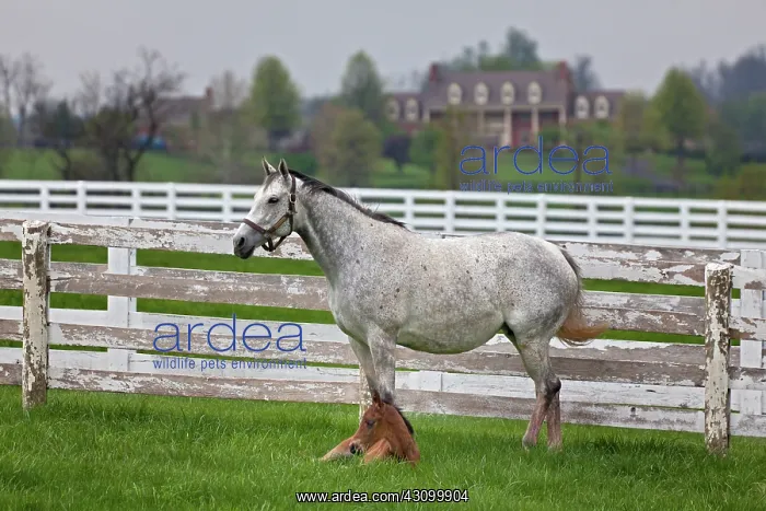 : Thoroughbred and Foal : Thoroughbred and Foal