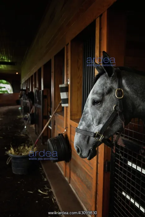 : Thoroughbred horse : Thoroughbred horse