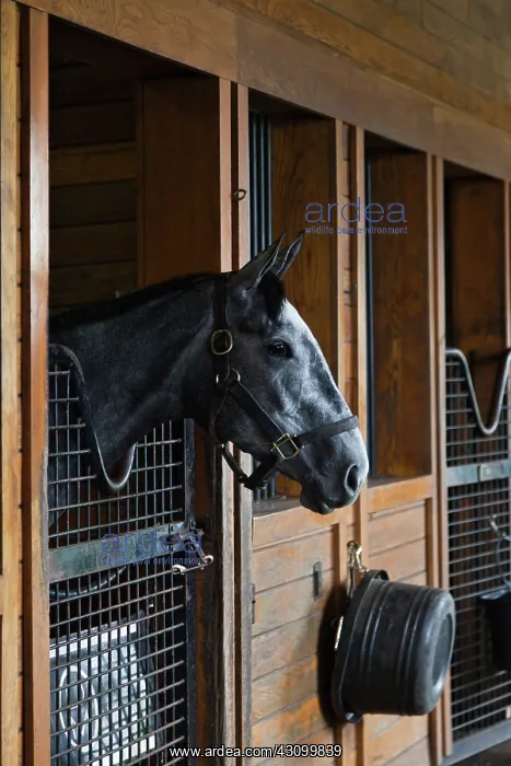 : Thoroughbred horse : Thoroughbred horse